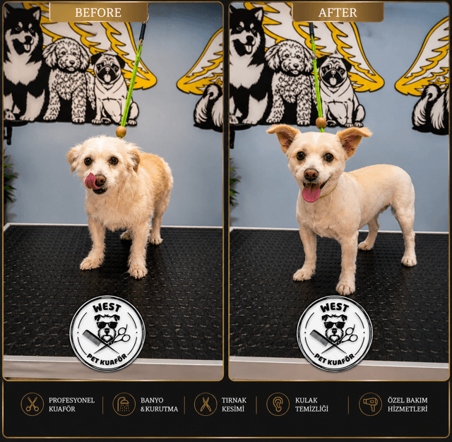 West Pet Kuaför köpek tıraşı öncesi ve sonrası — profesyonel kuaförlük, banyo, tırnak kesimi ve kulak temizliği