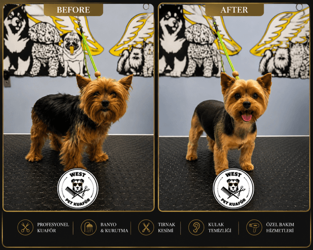 West Pet Kuaför'de profesyonel köpek tıraşı