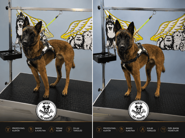 West Pet Kuaför'de köpek yıkama ve fön hizmeti