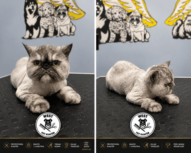 West Pet Kuaför pet shop ürünleri ve mama seçenekleri