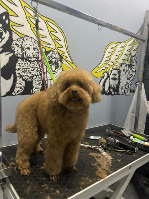 West Pet Kuaför salon içi — Ankara Batıkent pet kuaför ve bakım mekanı